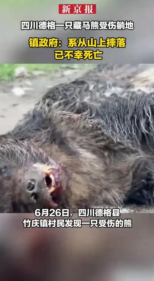 藏马熊坠崖事件引热议，LOL赛场“翻山”精神再被提及