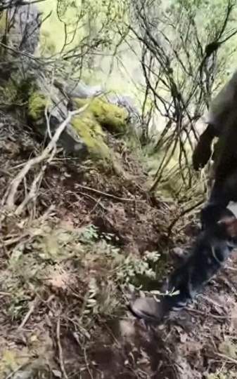 《绝地求生》选手野外遇险？熊袭传闻引发电竞圈安全讨论